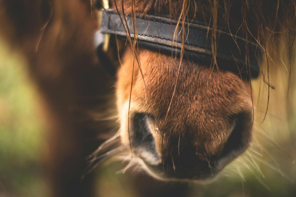 Photo by Lum3n: https://www.pexels.com/photo/close-up-of-horse-nose-282893/